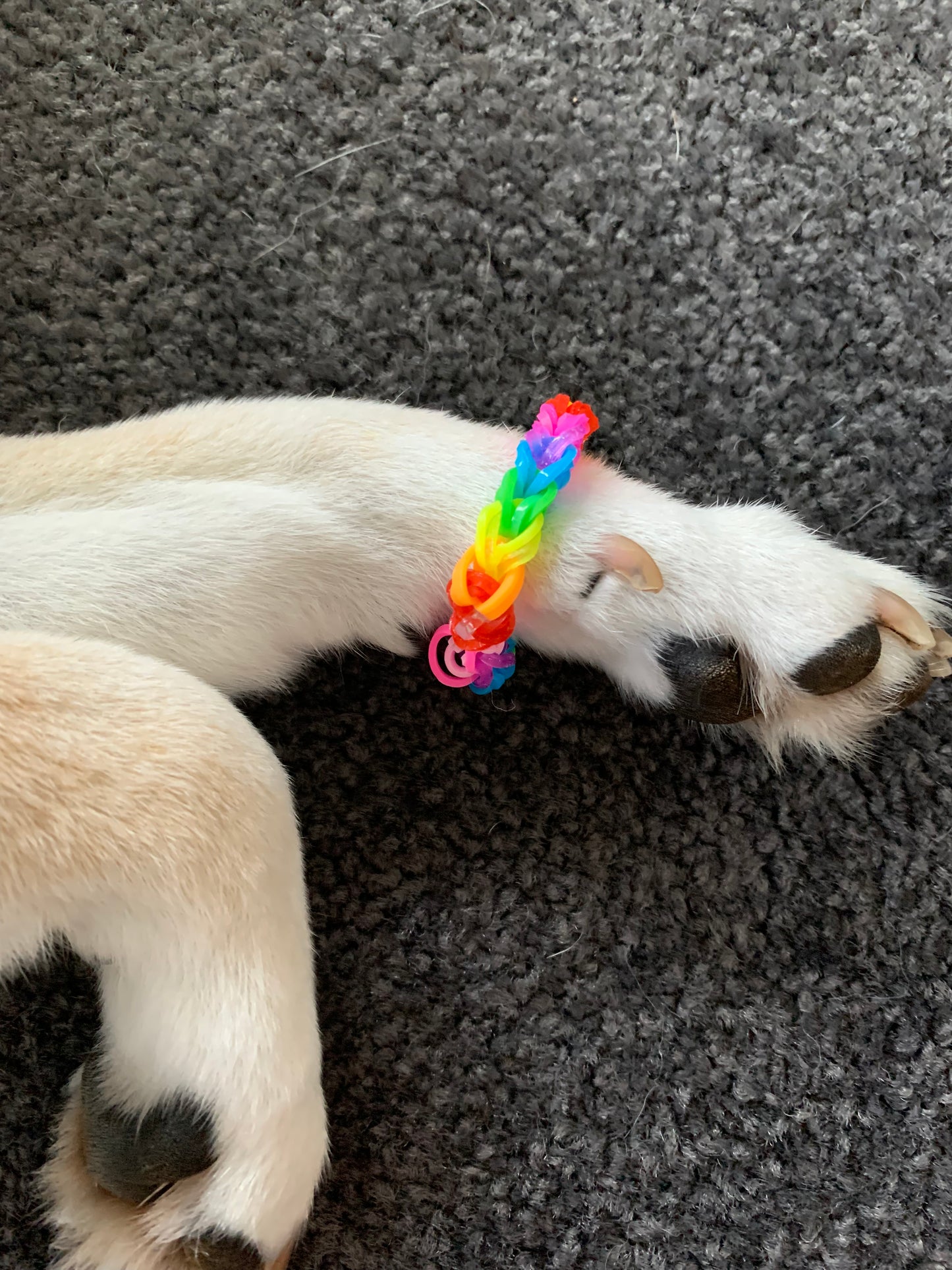 Loom bands 
Rainbow dog bracelet/a collar accessory